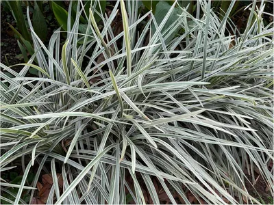 Produktbild von Stauden Gänge 50 x Ophiopogon japonicus 'Silver Dragon' - Bunter Japanischer Schlangenbart - stilvolle Silberstreifen - Japangarten - Bodendecker