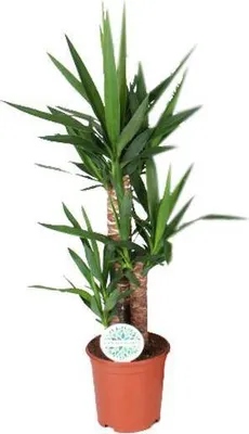 Image de Yucca (palme naine), plante d'intérieur, Ø21cm, 90cm de haut, facile
