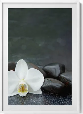 Produktbild von Weiße Blume Zen-Steine– Wandbild mit Rahmen – Gerahmtes Bild  – Wanddekoration – 70x100 cm –  Weiß Rahmen