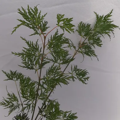 Produktbild von Grüner Schlitzahorn Emerald Lace - Acer palmatum 40-80 cm 3 Liter Topfballen