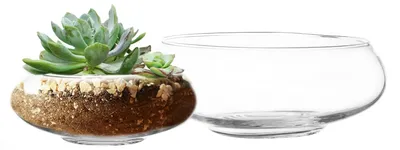 Glasterrarium-Set, 2er-Pack, 9,5"/7,8", transparent
