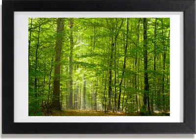 Produktbild von Bild 30x20 MDF-Rahmen, Wandkunst Laubwald