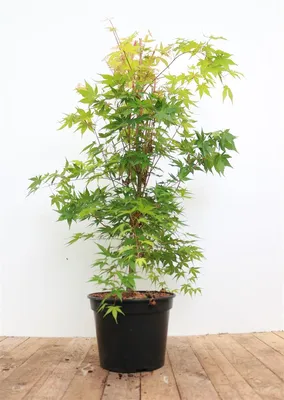 Produktbild von Acer palmatum 'Sangokaku', Japanischer Ahorn, leuchtend rot, 40–50 cm