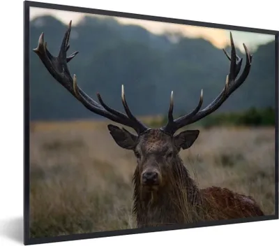 Produktbild von MuchoWow® Gerahmtes Poster Hirsch - Wiese - Geweih 80x60 cm - Poster mit Schwarzem Bilderrahmen Wandposter Rahmen Foto Bilder - Schwarzem - Mit Gestell