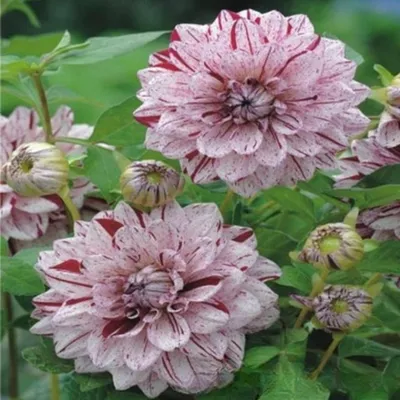 Immagine prodotto di Dalia decorativa Painted Lady 1 pz. Dalia piantine di dalia tuberi grandi