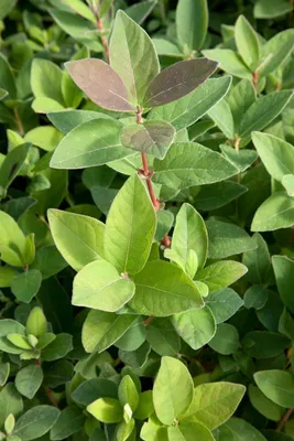 Produktbild von Honigbeere Blue Velvet 30-40 cm, im Topf - Lonicera kamtschatica