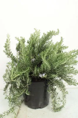 Productafbeelding van JUNAVERA Rozemarijn prostratus – 14 cm pot – ca. 20 cm hoog