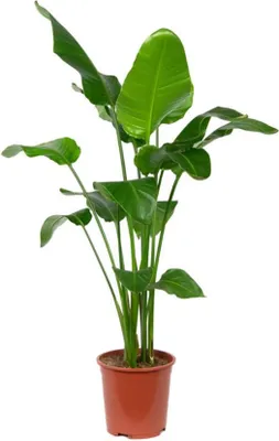 Zdjęcie produktu dla Bloomique - Strelitzia Nicolai - Roślina rajskiego ptaka - Kwiat rajskiego ptaka - Rośliny doniczkowe XXL - Oczyszczające powietrze - Łatwe w utrzymaniu - Wysokość 150-170 cm - Doniczka 27 cm