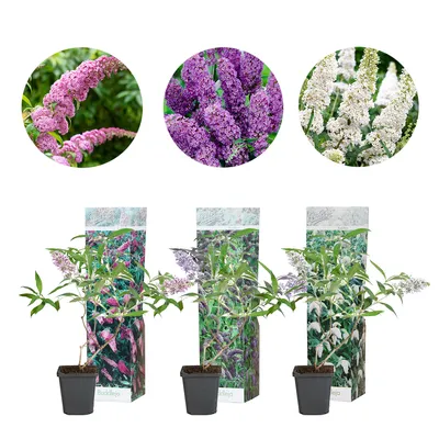 Image de Bloomique - Lot de 3 - Buddleja Davidii - Arbre aux papillons - Rose, Violet, Blanc - Rustique - Plantes de jardin - Hauteur 20-30 cm - Pot 10,5 cm