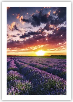 Produktbild von Poster - Poster ohne Rahmen - Lavendel Berge Feld - 50x70 cm - Wand Bild - Wanddeko - Wandbilder - Kunstposter - Wandposter - Bilder - Kunstdruck - Wanddekoration - Wandbild - P2XPA50x70-3816
