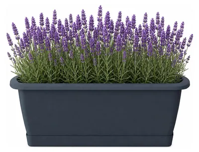 Productafbeelding van Prosperplast plantenbak Respana - met onderzetter - 49 x 18 cm