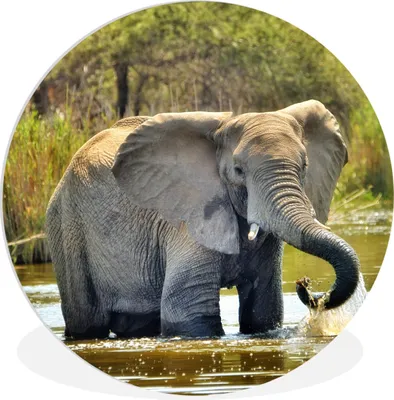 Produktbild von MuchoWow® Rundes Wandbild - Runde Bilder Elefant - Wasser - Tiere - Natur Ø 30 cm Kreis Wanddekoration Kunststoff - Wandkreis - Wandschmuck - Schlafzimmer - Bilder - Der Kreis - Kunst für die Wohnung - Plastik - Kunstdruck - Wandbild