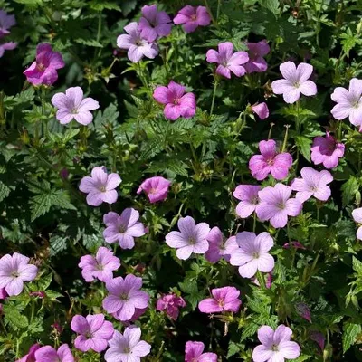 Produktbild von Geranium endressii 'Wargrave Pink' – Storchschnabel, 5 wurzelnackte Pflanzen