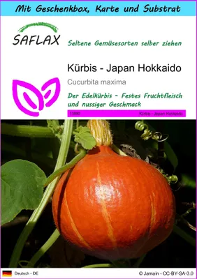 Produktbild von SAFLAX Geschenk Set - Kürbis - Japan Hokkaido - Cucurbita maxima - 10 Samen - Mit Geschenkbox, Versandaufkleber, Geschenkkarte und Anzuchtsubstrat