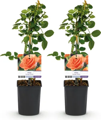 Produktbild von GreenboutiQ - Kletterrose - Rosa Orange Climber - Blüte Orange - Wenig Pflege - 2 Pflanzen - Topf 11cm Höhe 40cm