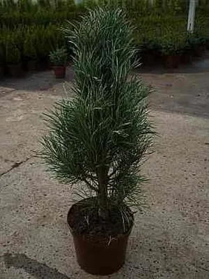 Produktbild von Blaue Säulenkiefer - Pinus sylvestris Fastigiata 30-40cm