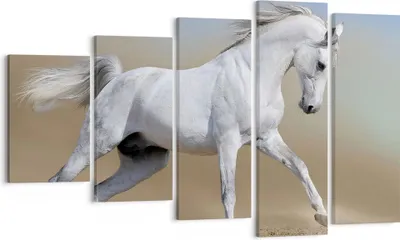 Produktbild von Bild auf Leinwand - Leinwandbild - Pferd weiß Tier - 100x60cm - Wand Bild - Wanddeko - Wandbilder - Leinwanddruck - Bilder - Kunstdruck - Wanddekoration - Leinwand bilder - Wandkunst - EG100x60-0167