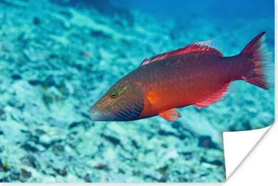 Produktbild von MuchoWow® Poster Fische - Tropisch - Rot 30x20 cm - Plakate - Print