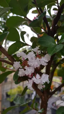 Image de Lagerstroemia indica NEIGE D'ÉTÉ® / Lilas des Indes NEIGE D'ÉTÉ®