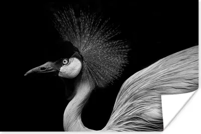 Produktbild von MuchoWow® Poster Kranich - Schwarz - Weiß - Vogel - Tiere 180x120 cm - Fotoplakat