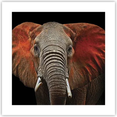 Produktbild von Poster - Poster ohne Rahmen - Elefant Rot Ohren - 40x40 cm - Wand Bild - Wanddeko - Wandbilder - Kunstposter - Wandposter - Bilder - Kunstdruck - Wanddekoration - Wandbild - P2XAC40x40-4237