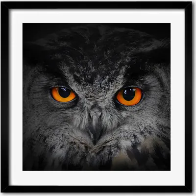 Produktbild von Bild - 50 cm x 50 cm - MDF - Rahmen, Wandkunst - Eule