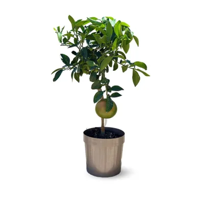 Image de Pamplemoussier - pomelos - citrus ×paradisi - agrume méditerranéen - arbre fruitier - ↕ 75-85 cm - ⌀ 22 cm