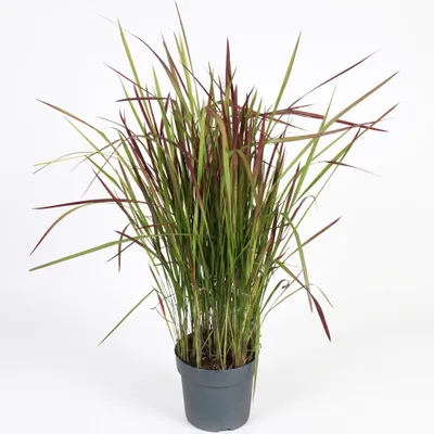 Zdjęcie produktu dla Imperata cylindrica 'Red Baron', Japanisches Blutgras, zgnilizna, 3-5 litrów Topf