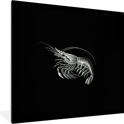Produktbild von MuchoWow® Gerahmtes Poster Shrimps - Vintage - Ernst Haeckel - Tiere - Kunst 40x40 cm - Poster mit Schwarzem Bilderrahmen Wandposter Rahmen Foto Bilder - Mit Rahmen - Wanddekoration Schlafzimmer