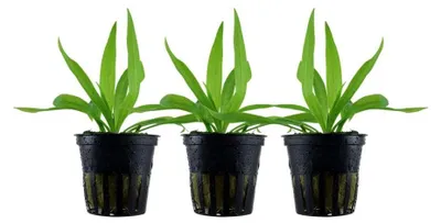 Produktbild von Aquarium Wasserpflanze 3 Stück Helanthium 'Quadricostatus' Tropica Nr.068 Set