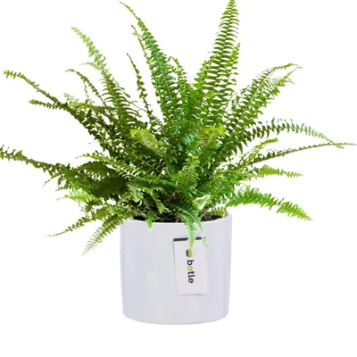 Produktbild von Blumentopf Blumenübertopf Gehäuse Farbe Weiß Rund Ø 12,5cm H 12cm Glanz Oberfläche Modern Glamour