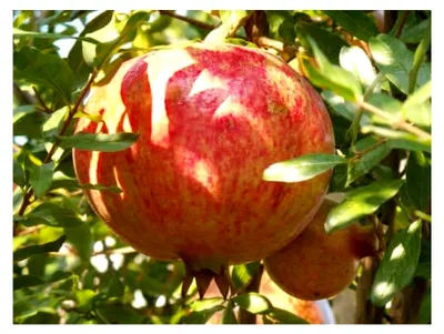 Produktbild von 5 Samen von Punica granatum Granatapfel-Baum