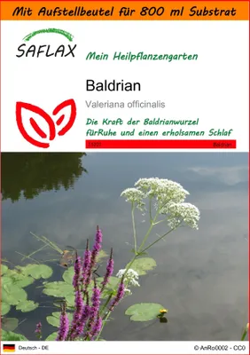 Produktbild von SAFLAX - Garden in the Bag - Heilpflanzen - Baldrian - 200 Samen - Mit Anzuchtsubstrat im praktischen, selbst aufstellenden Beutel - Valeriana officinalis