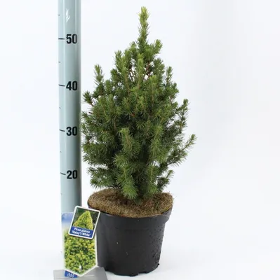 Obrázok produktu pre Picea glauca 'J.W. Daisy's White' – smrekovec cukrový | 30–40 cm v črepníku