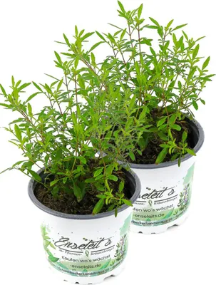 Produktbild von Enseleits 2er Set Gewürztagetes Orange Gem, Tagetes tenuifolia, Kräuter Pflanze