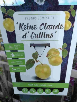 Image de Prunus domestica « Reine Claude d'Oullins » 100-120 cm - Prunier - Prunier