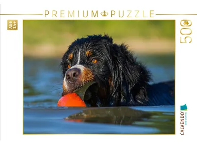 Produktbild von CALVENDO Puzzle Berner Sennenhund Javaro | 500 Teile Lege-Größe 48 × 36 cm Foto-Puzzle für Erwachsene