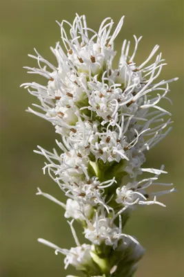 Produktbild von Liatris spicata 'Alba', Prachtscharte, weiß, ca. 9x9 cm Topf