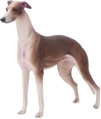 Immagine prodotto di Modello di Greyhound in plastica, dimensioni 20 x 3,3 x 13 cm, realistico, educativo, ideale come regalo per bambini