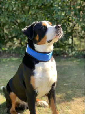 Produktbild von 12x Hunde Kühlhalsband 45-65cm Verstellbar Klettverschluss Gelfüllung Haustiere