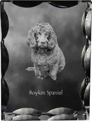 Produktbild von Boykin Spaniel - Kristall mit einem Hundebild, Glasstatuette mit einem Bild, einzigartiger Bilderrahmen der Marke Art-Dog