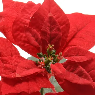 Produktbild von Weihnachtsstern Blume am Stiel 67cm rot