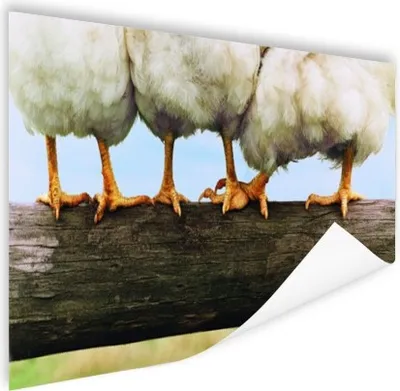 Produktbild von MuchoWow® Poster Foto Hühnerbeine drucken 60x40 cm - Schlafzimmerdekoration