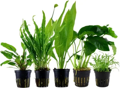 Produktbild von Pflanzen Set mit 5 Einsteiger Topf Aquarium Wasserpflanzen AquaOne Nr.251