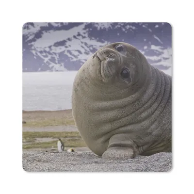 Produktbild von MuchoWow® Mauspad Mousepad Robben - Lustig - Kinder - Jungen - Mädchen - Kinder 20x20 cm - Mousepads - Maus Mat - Pad - Mausunterlage - Desk Mat - Bureauartikeln