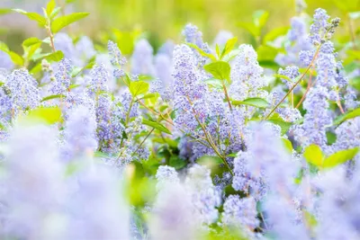 Produktbild von Ceanothus delilianus 'Gloire d.Versailles', Säckelblume, blau, 40–60 cm