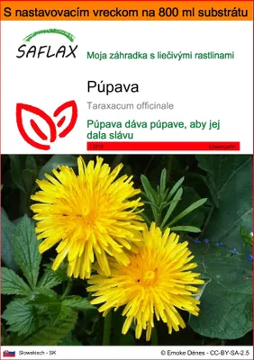 Obrázok produktu pre SAFLAX Garden in the bag - púpava - Taraxacum officinale - 200 Semená - S pestovateľským substrátom v praktickom samostaviteľnom vrecku