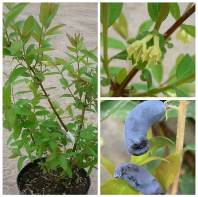 Produktbild von Sibirische Blaubeere `Eisbär´ Blaubeerstrauch