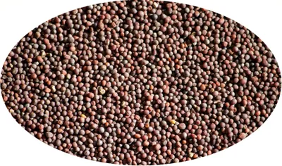 Productafbeelding van Eder Kruiden - Bruine mosterdzaad, heel - 1 kg