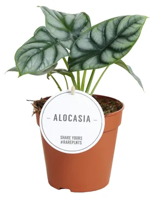 Produktbild von Alocasia Silberdrache - 25cm - Ø12cm - Zimmerpflanze